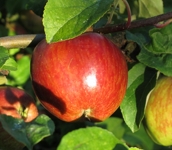 Obsthof Cordes - Fruchtfoto Herrnhut