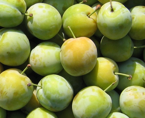 Obsthof Cordes - Fruchtfoto Oullins Reneclaude