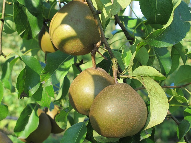 Obsthof Cordes - Fruchtfoto Uta