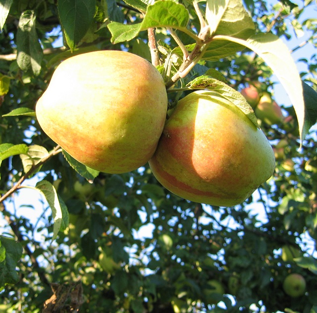 Obsthof Cordes - Fruchtfoto Finkenwerder Herbstprinz