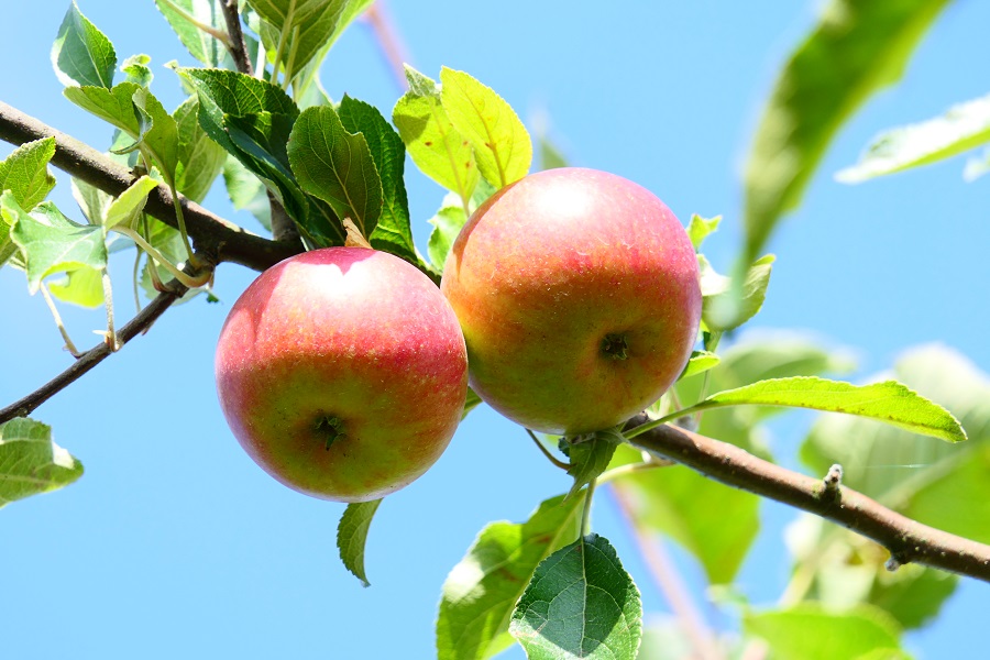 Obsthof Cordes - Fruchtfoto Alkmene