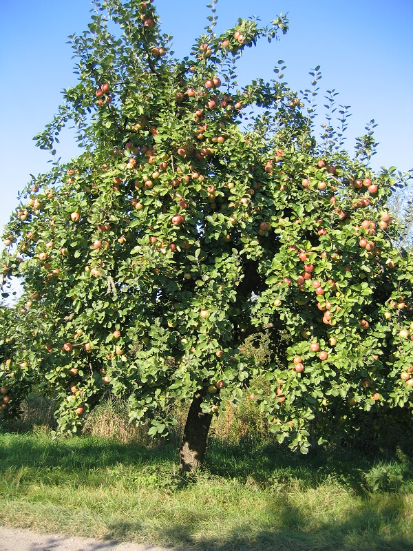 Obsthof Cordes -  