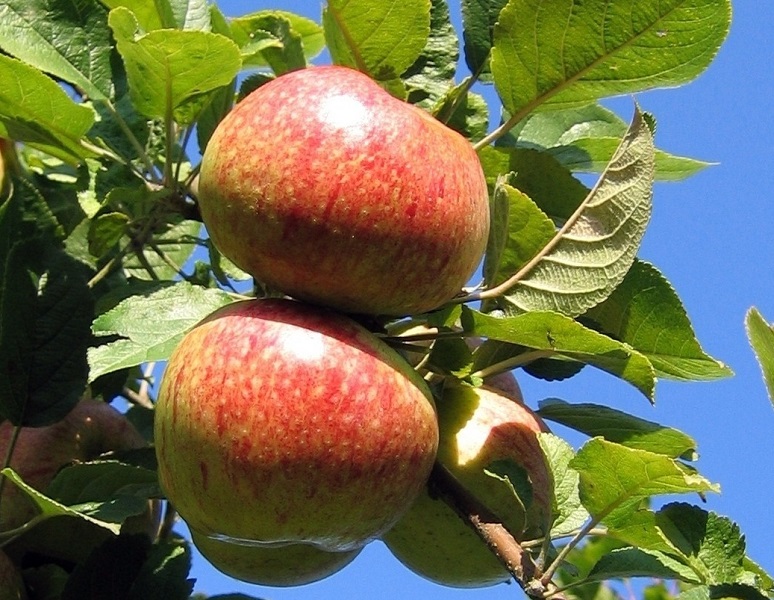 Obsthof Cordes - Fruchtfoto Altländer Pfannkuchen