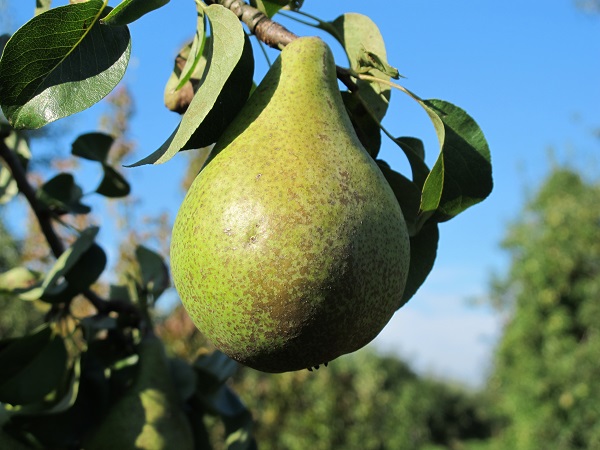 Obsthof Cordes - Fruchtfoto Condo