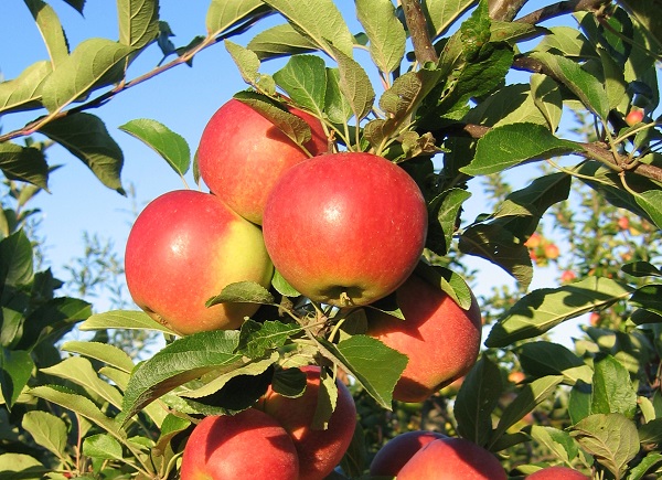 Obsthof Cordes - Fruchtfoto Elstar