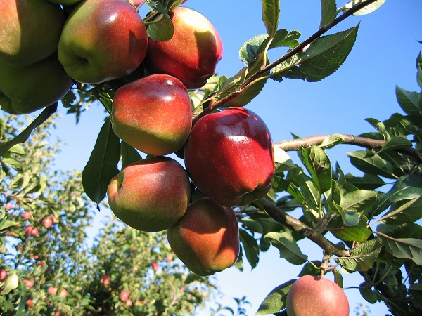 Obsthof Cordes - Fruchtfoto Gloster