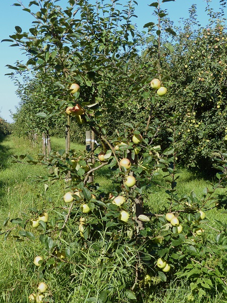 Obsthof Cordes -  