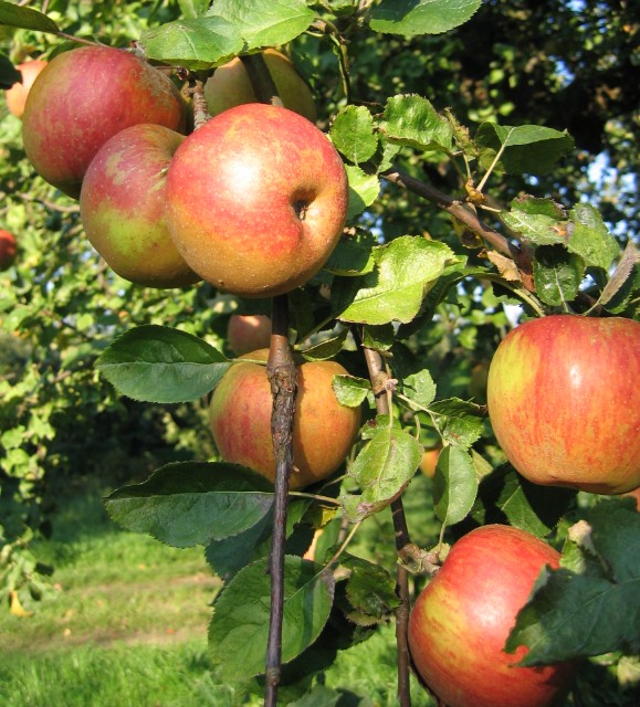 Obsthof Cordes -  IMG 4080