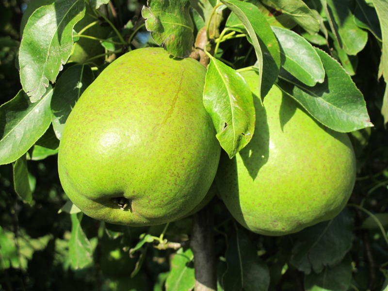 Obsthof Cordes - Fruchtfoto Alexander Lucas 