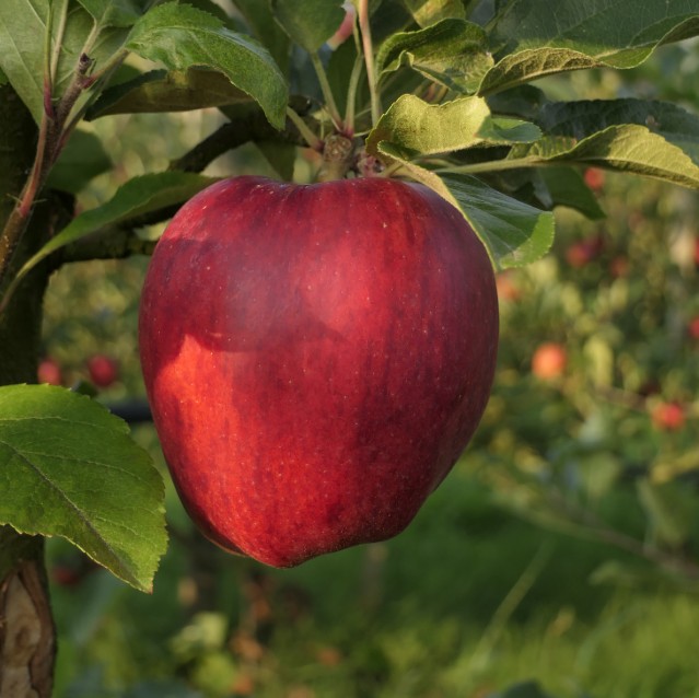Obsthof Cordes - Fruchtfoto Gala